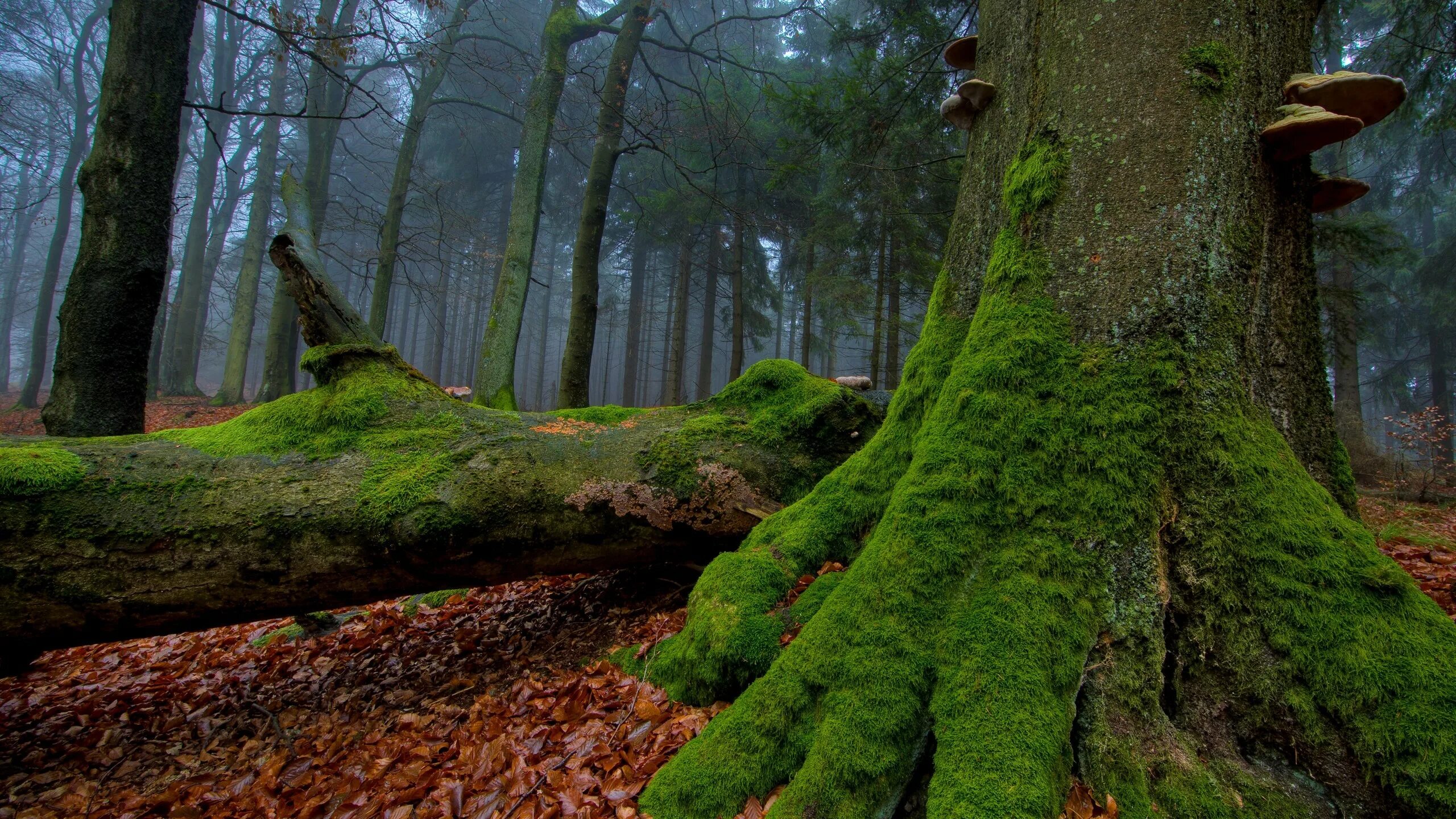 Fallen forest