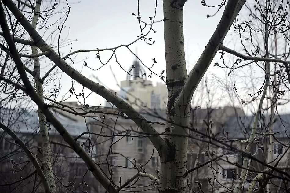 Холодной весной 25. Подмерзшие цветы вишни. Холодной весной 25. Холодной весной 25. Холодной весной 25.