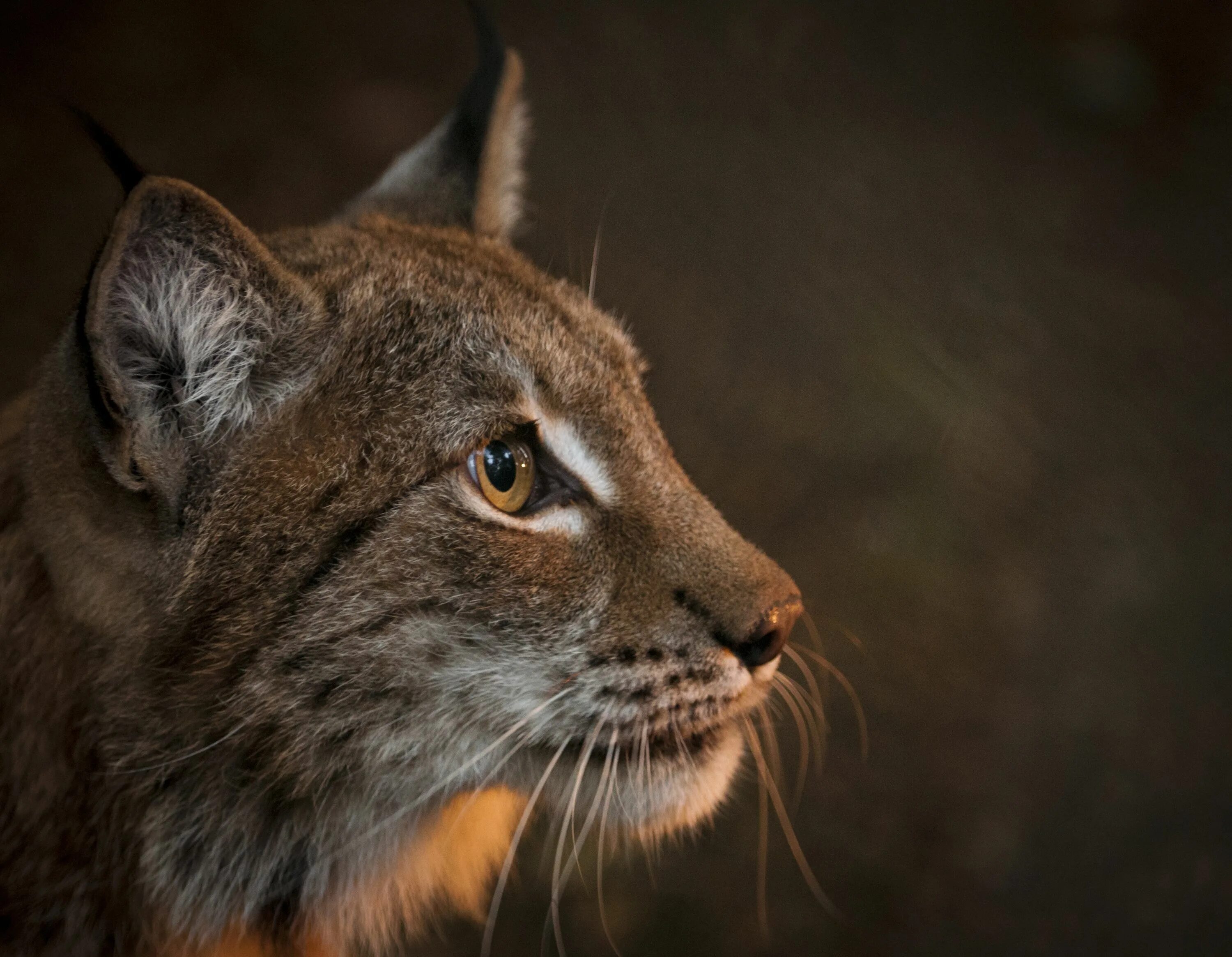 Гималайская Рысь. Обыкновенная Рысь. Пещерная Рысь Lynx issiodorensis. Глаза рыси. Света рысь