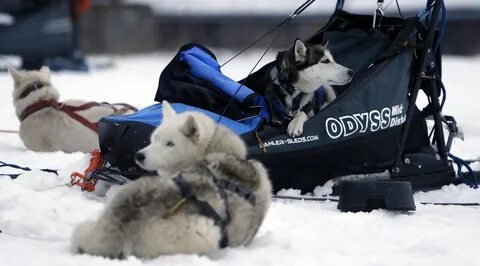 Sled race
