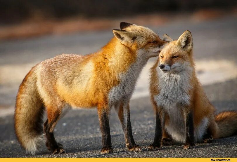 лиса. лисенок обнимашки. пара лисов. две лисички. лисы обнимаются.