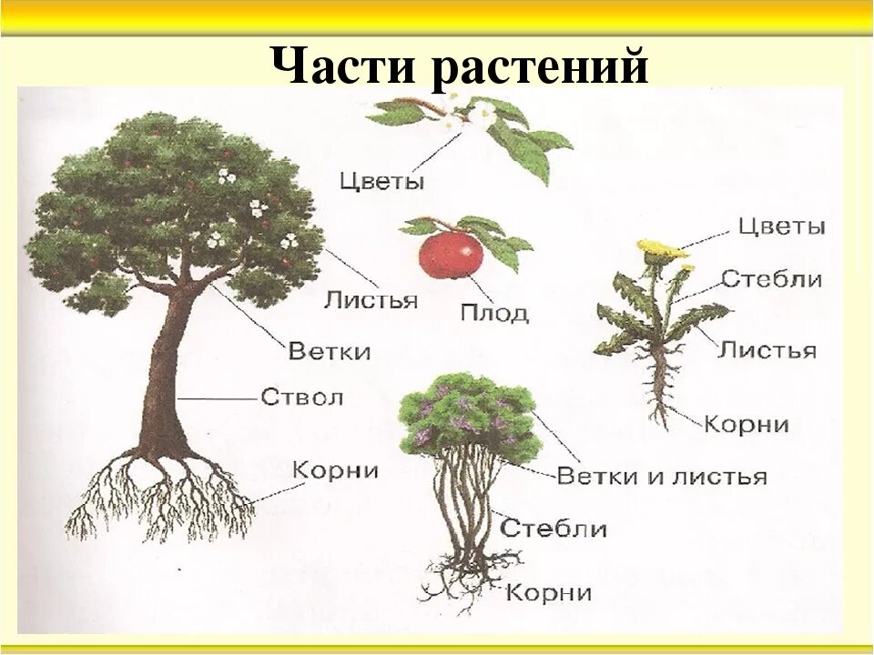 Растение рисунок окружающий мир. Строение дерева кустарника травы. Схема растения деревья кустарники травы. Название частей растения. Строение кустарника для детей.