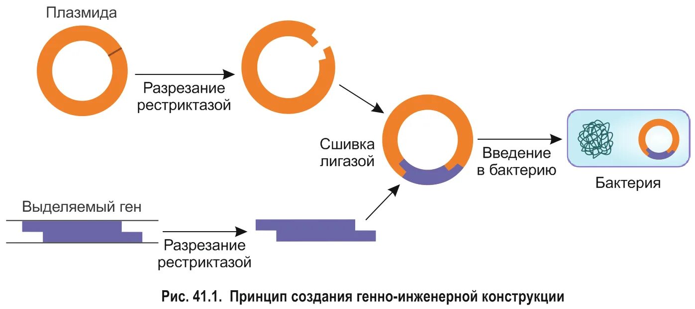 генная инженерия конспект. генная инженерия. генная инженерия конспект. этапы метода генной инженерии:. генный инженер.