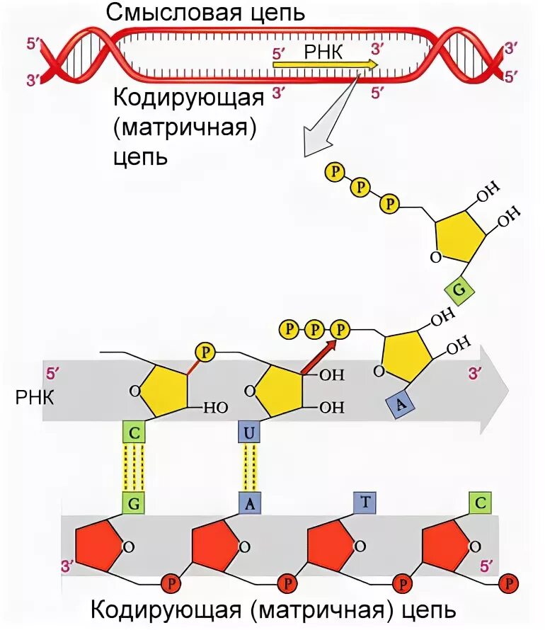Смысловая и транскрибируемая цепь днк решение. Матричная транскрибируемая цепь ДНК. Антипараллельность цепей ДНК. Цепи ДНК названия транскрибируемая и. Транскрибируемая цепь РНК.