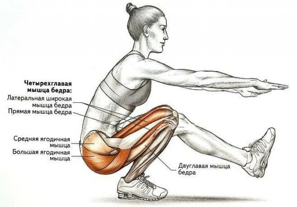 Приседания чтобы накачать. Упражнение пистолетик какие мышцы задействованы. Мышцы задействованные при приседании. Упражнение приседание какие мышцы задействованы. Присед на 1 ноге мышцы.