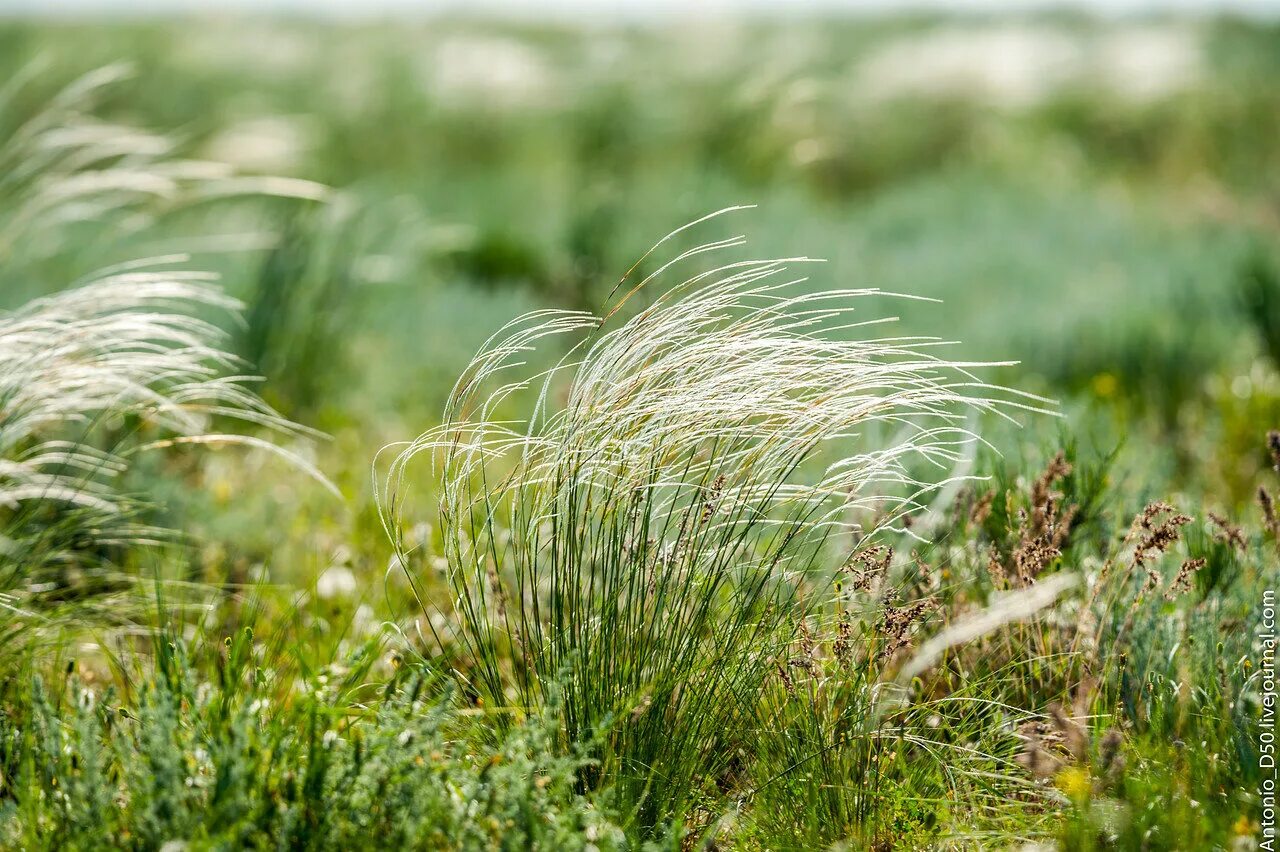 Соответствующее название ковыля. Ковыль перистый (Stipa pennata). Ковыль (Stipa). Ковыль перистый Stípa pennáta.