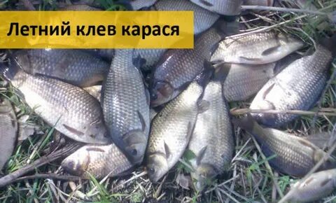 Курганский карась