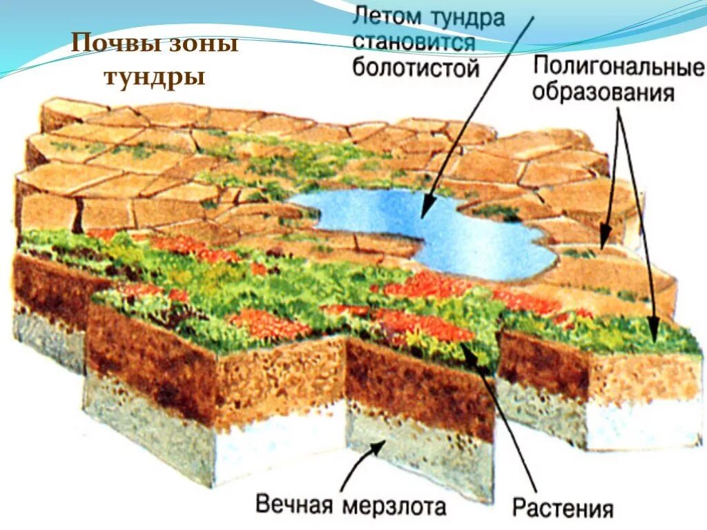 Почвы и их свойства тундры. Почвы тундры 8 класс. Тундровые почвы схема. Почвы тундры и лесотундры в России. Преобладающие почвы тундры.