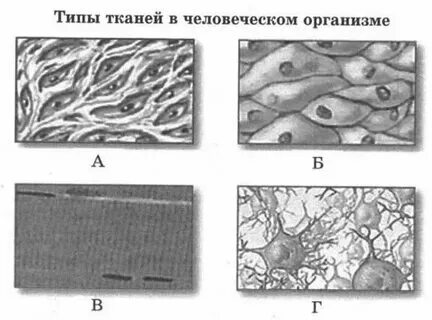 Таблица по биологии виды тканей особенности строения. Таблица ткани организма биология ). Соединительные ткани биология 8 класс. Мышечная ткань соединительная ткань. Ядро мышечной ткани.