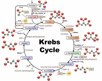 Krebs