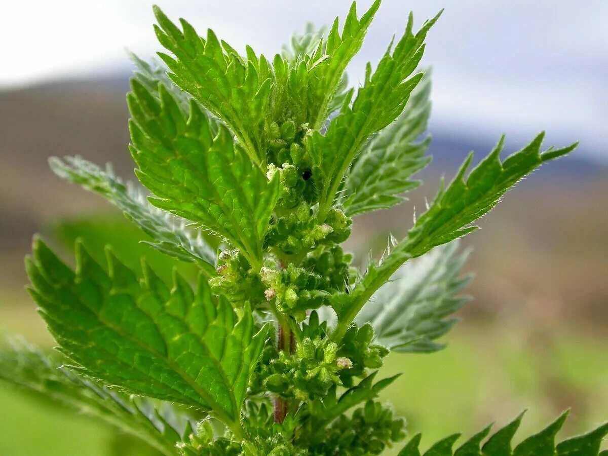 Urtica urens. Горная крапива. Крапива жгучая (Urtica urens). Nettle трава. 10 крапива