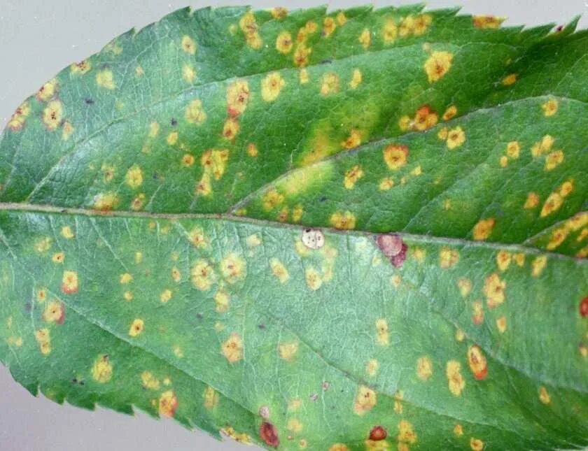 фузариоз кизильник блестящий. бурая ржавчина (puccinia triticina). ржавчинные грибы puccinia. септориоз груши. болезни декоративных.