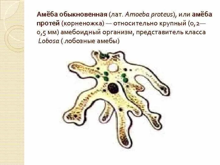 Строение клетки амебы. Строение амебы 7 класс. Амёба обыкновенная схема размножения. Из окружающей среды в организм амебы протея поступают пища и. Из окружающей среды в организм амебы протея.