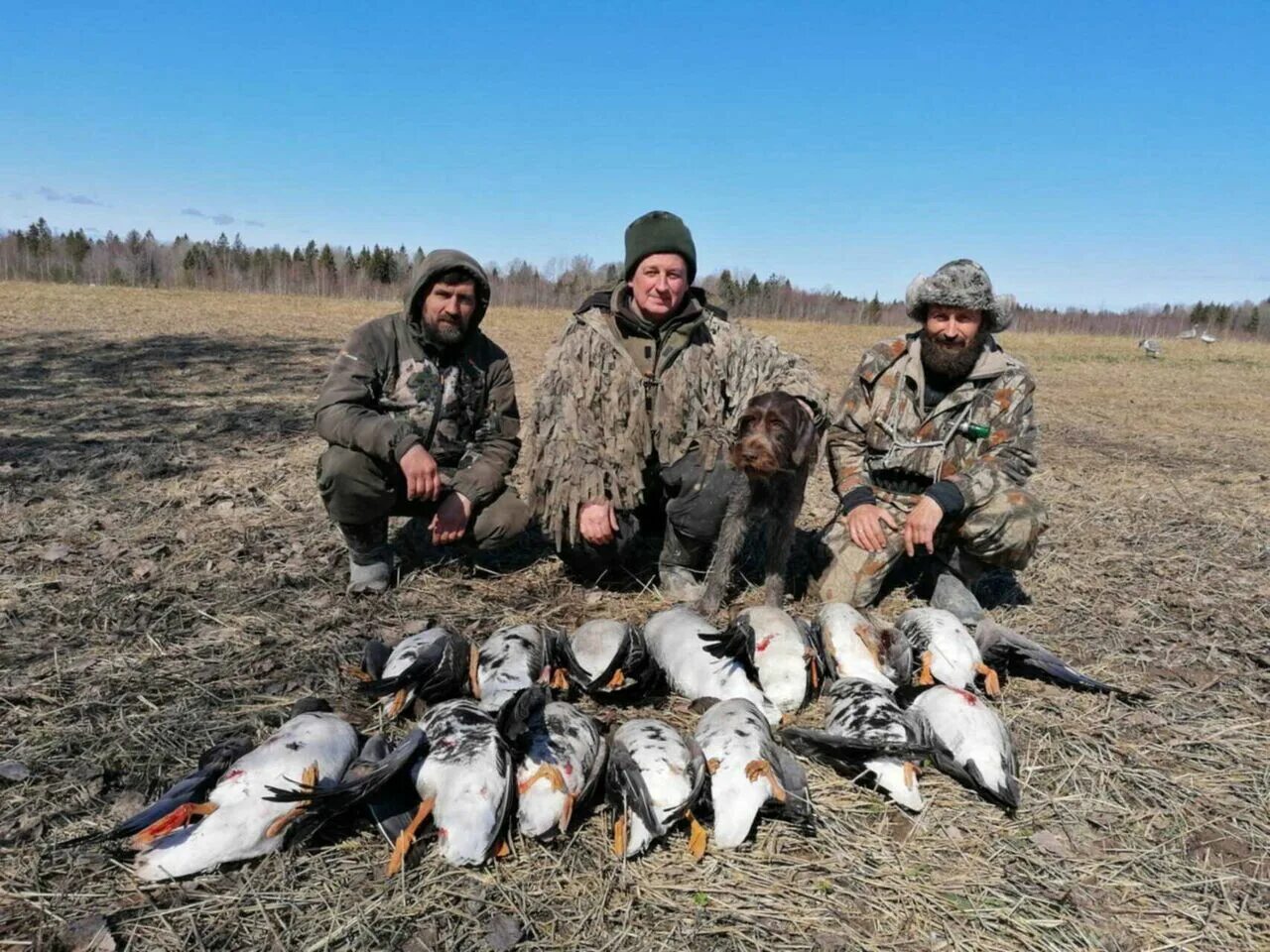 Правила охоты в московской области 2023. Весенняя охота. Охота на гуся весной 2023. Охота в Липецкой области 2023 году.