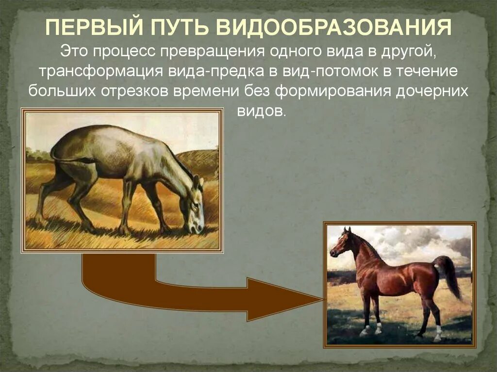 Макроэволюция видообразования