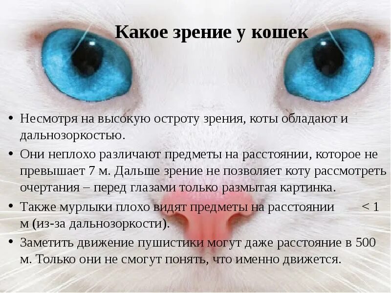 Зрение кошек. Зрение глазами кошки. Какое зрение у кошек. Цветное зрение у кошек.