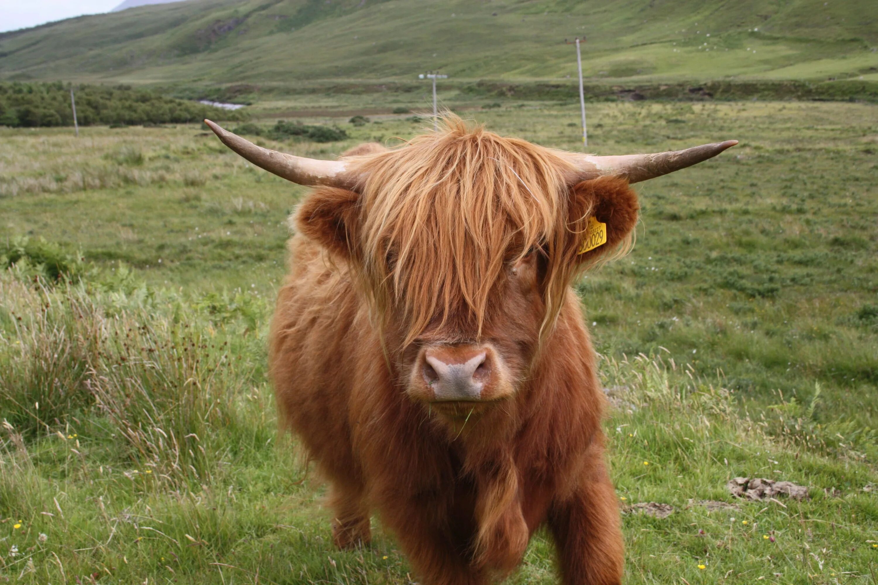 Полученного бычка. Хайлендская корова Шотландия. Шотландский бык хайленд. Хайленд корова Шотландия. Хайленд (порода коров).