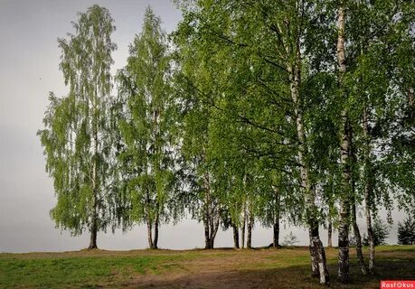 Береза прочная