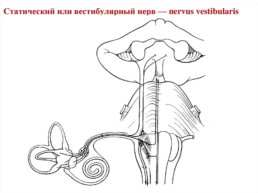 Nervus vestibularis. Вестибулярный нерв. Вестибулярные нервы. Вестибулярный нерв вестибулярный нерв. Строение вестибулярного нерва