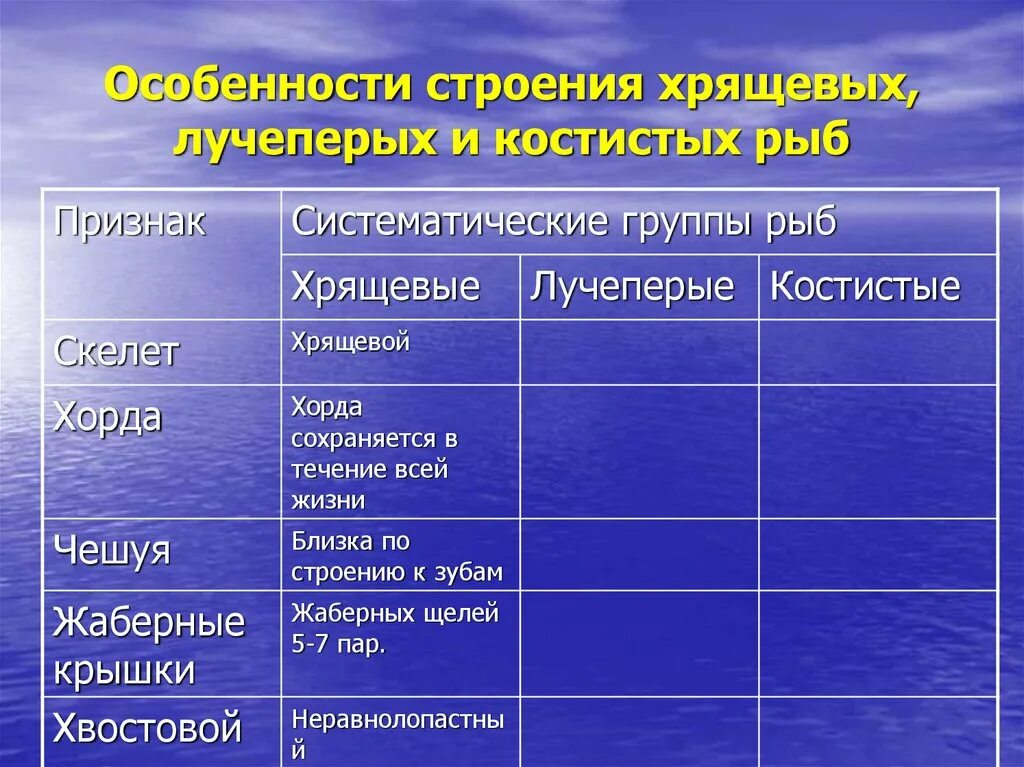 Характеристика классов рыб таблица. Костистые рыбы особенности строения. Особенности строения хрящевых рыб. Признаки строения хрящевых рыб. Особенности строения хрящевых и костных рыб таблица.