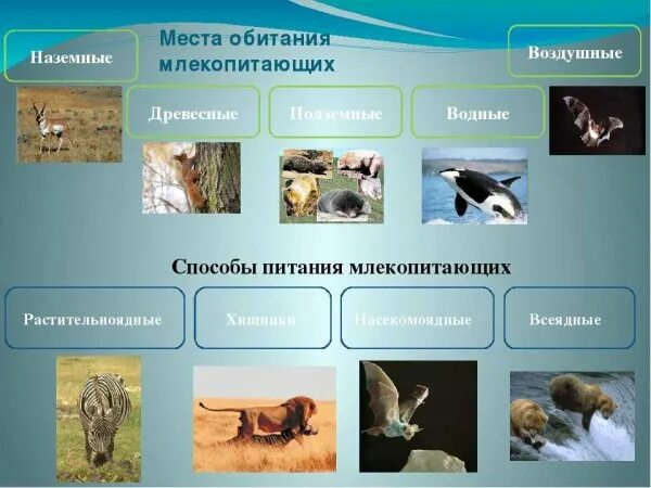 Среды жизни млекопитающих. Место обитания млекопитающих. Среда обитания птиц и млекопитающих. Экологические группы млекопитающих.