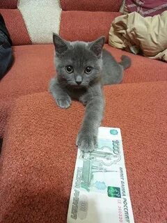 Кот за 1 рубль