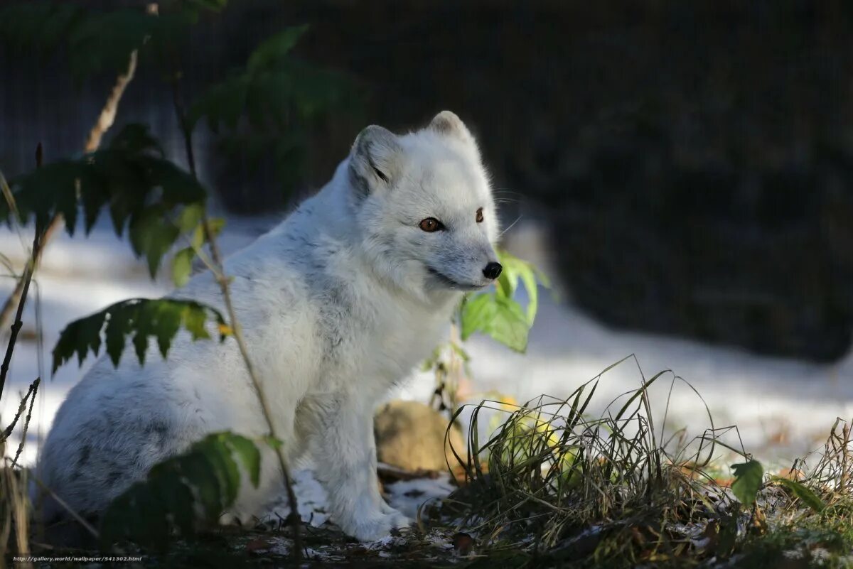 Песец (Arctic Fox). Полярная лисица песец. Тундровый песец. Медновский голубой песец. Песец в тайге или тундре