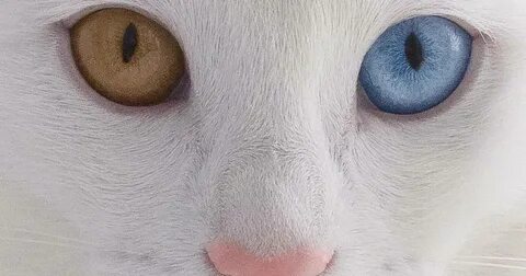 Почему у кошки разные глаза