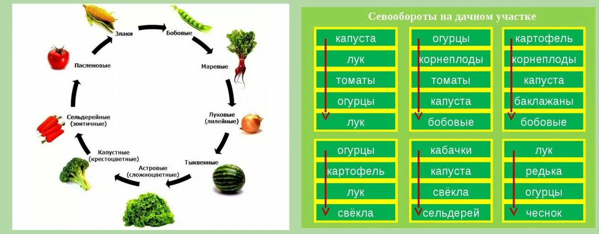 Какой овощ после какого сажать. Схема овощного севооборота. Корнеплоды в схеме севооборота. Схемы севооборотов сельскохозяйственных культур. Севооборот, схема севооборота.