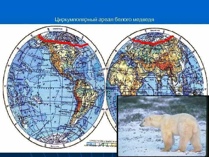 Ареал белых медведей на карте. Ареал обитания белого медведя на карте. Обитание белых медведей на карте России. Ареал обитания белых медведей. Как можно объяснить ареал обитания белого медведя