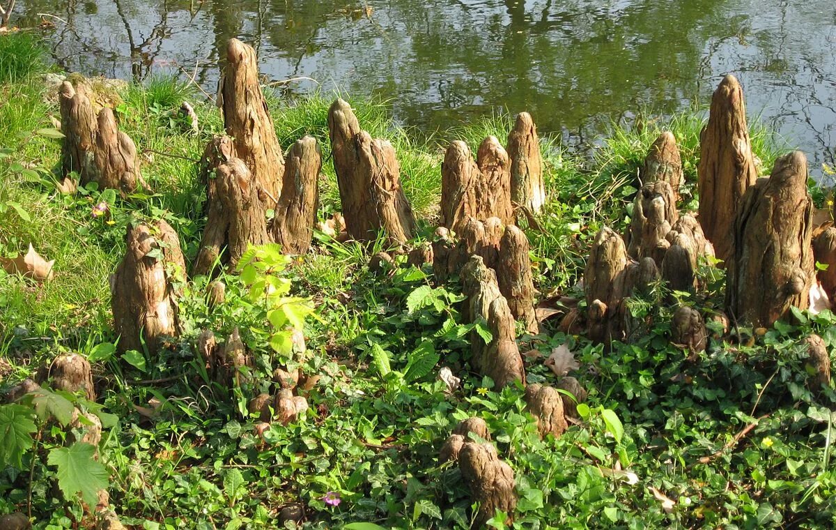 Рисунок дыхательные корни