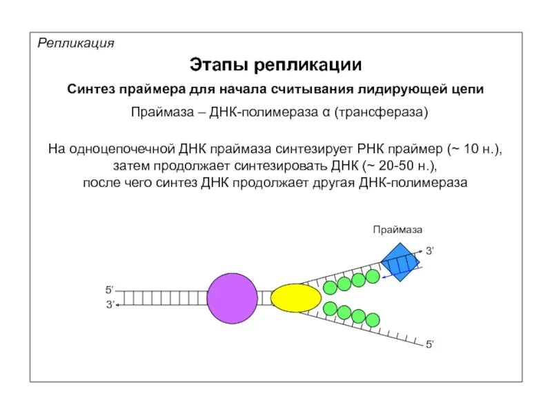 Репликация ДНК Синтез праймера. Синтез ДНК полимераза праймер. ДНК полимераза репликация ДНК. Синтез затравки праймера в ДНК. 3 этапа репликации