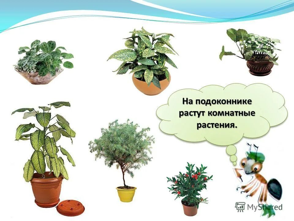 Растения первый класс. Тема комнатные растения. Комнатные растения в классе 1 класс. Комнатные растения окружающий мир. Комнатные растения которые растут в классе.