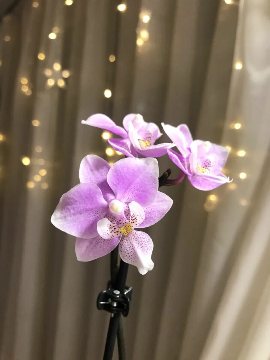 Phal pink. Орхидея мультифлора philisander. Phal pink. Орхидея jiaho's pink girl. Орхидея phalaenopsis jiaho's pink girl,.