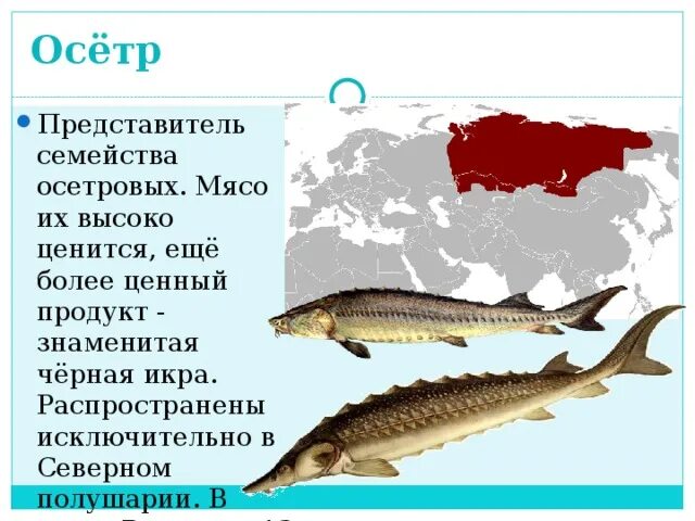 Осетровые и лососевые рыбы. Семейство осетровых Пресноводные. Осетровые виды рыб. Осетровые представители.