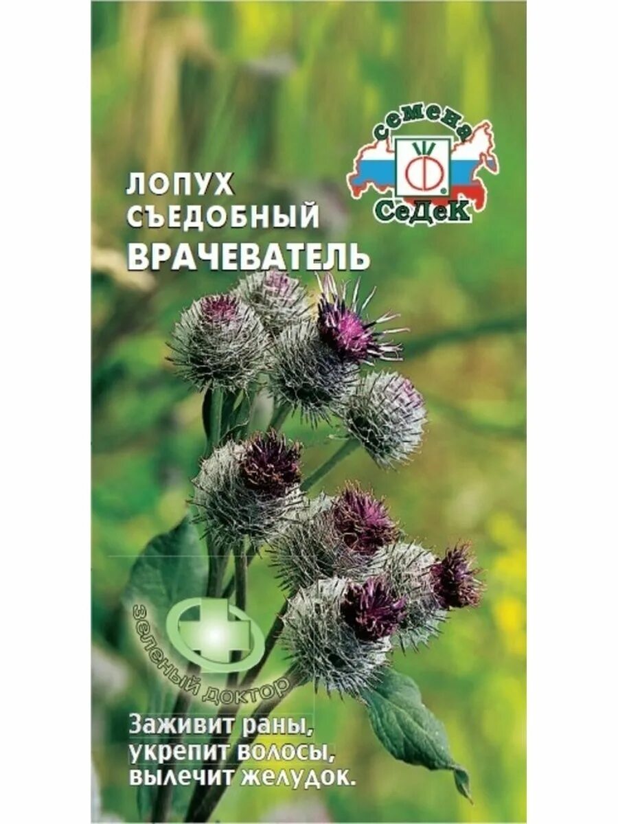 Лопух врачеватель СЕДЕК. Семена репейника. Лопух большой семена. Семена репейника и лопуха. Семена лопуха применение