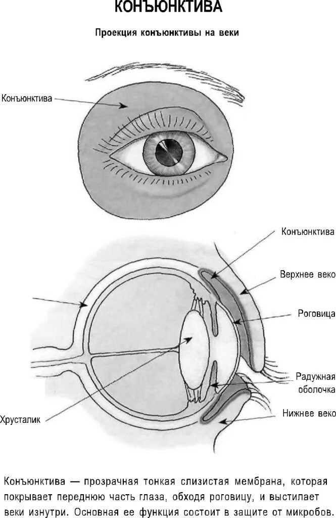 Тарзальная конъюнктива век. Анатомия конъюнктивы глаза. Строение глаза конъюнктивный мешочек. Конъюнктива где