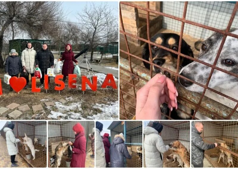 Волжский приют лисена. Лисёна приют для животных волгоград. Лисена приют для животных. Приют лисена волгоград официальный сайт. Приют гвардия.