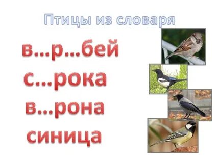 Словарь птиц