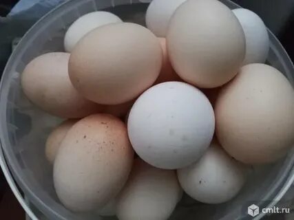 Авито продать яйцо