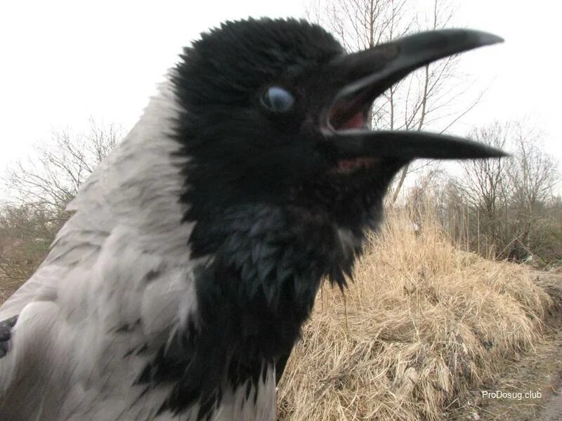 девушка и ворон. грач с грачатами. ворон женского рода. принцесса ворон. ведьма птица.