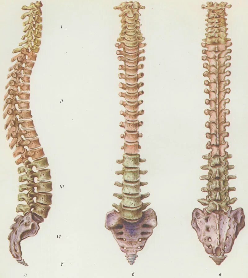 Скелет анатомия Позвоночный столб. Скелет позвоночника vertebra. Колумна вертебралис. Позвоночный столб отделы позвонков.