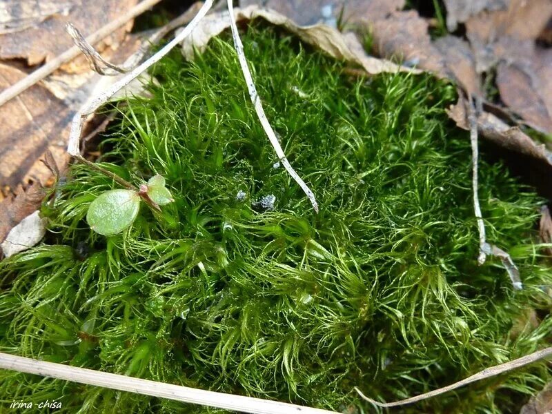 Почему появляется мох. Мох липодиум. Мох манния трехандроцейная. Виды растений мхи. Самый маленький мох.