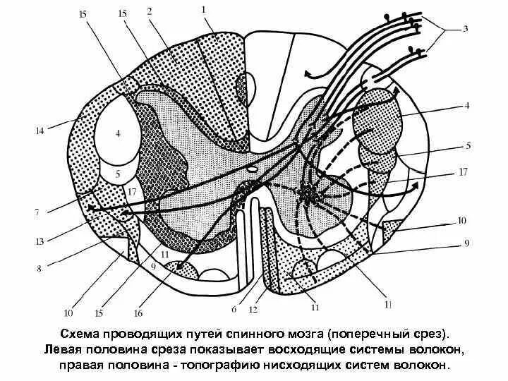 Проводящие пути спинного мозга схема. Поперечный срез спинного мозга проводящие пути. Проводящие пути спинного мозга анатомия рисунок. Срез спинного мозга проводящие пути.