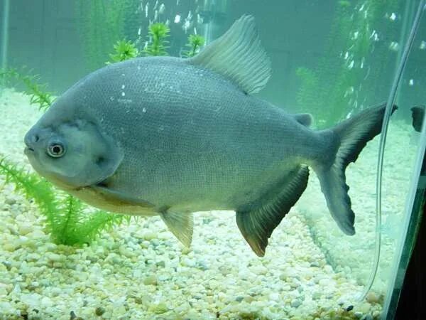 краснобрюхий паку. красный паку. аквариумные рыбки пираньи. пиранья паку аквариумная. бурый паку.