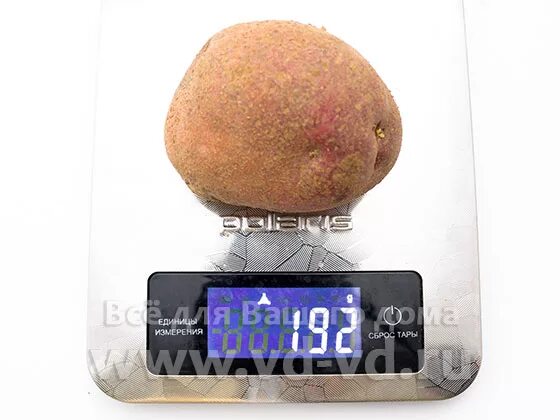 Вес 1 картофеля. Сколько весит 1 средняя картофелина. Вес одной картошки средней. Вес одной картофелины. Вес средней картофелины.