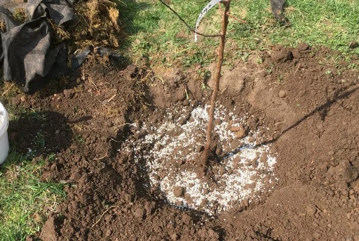 На 14 яблонь. Саженцы после осенней посадки. Саженцы весной. Осеннее внесение удобрений. Посадка плодовых деревьев в гравии.