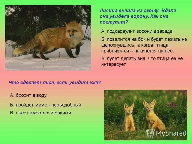Красный волк на охоте. Анатомия лисы прикол. Описание лисы. Что умеет лиса. Интересные факты о лисе.