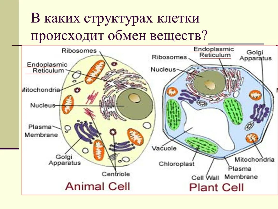 Растительная клетка обмен веществ. Строение клетки. Строение клетки метаболизм. Метаболизм органелл клетки.