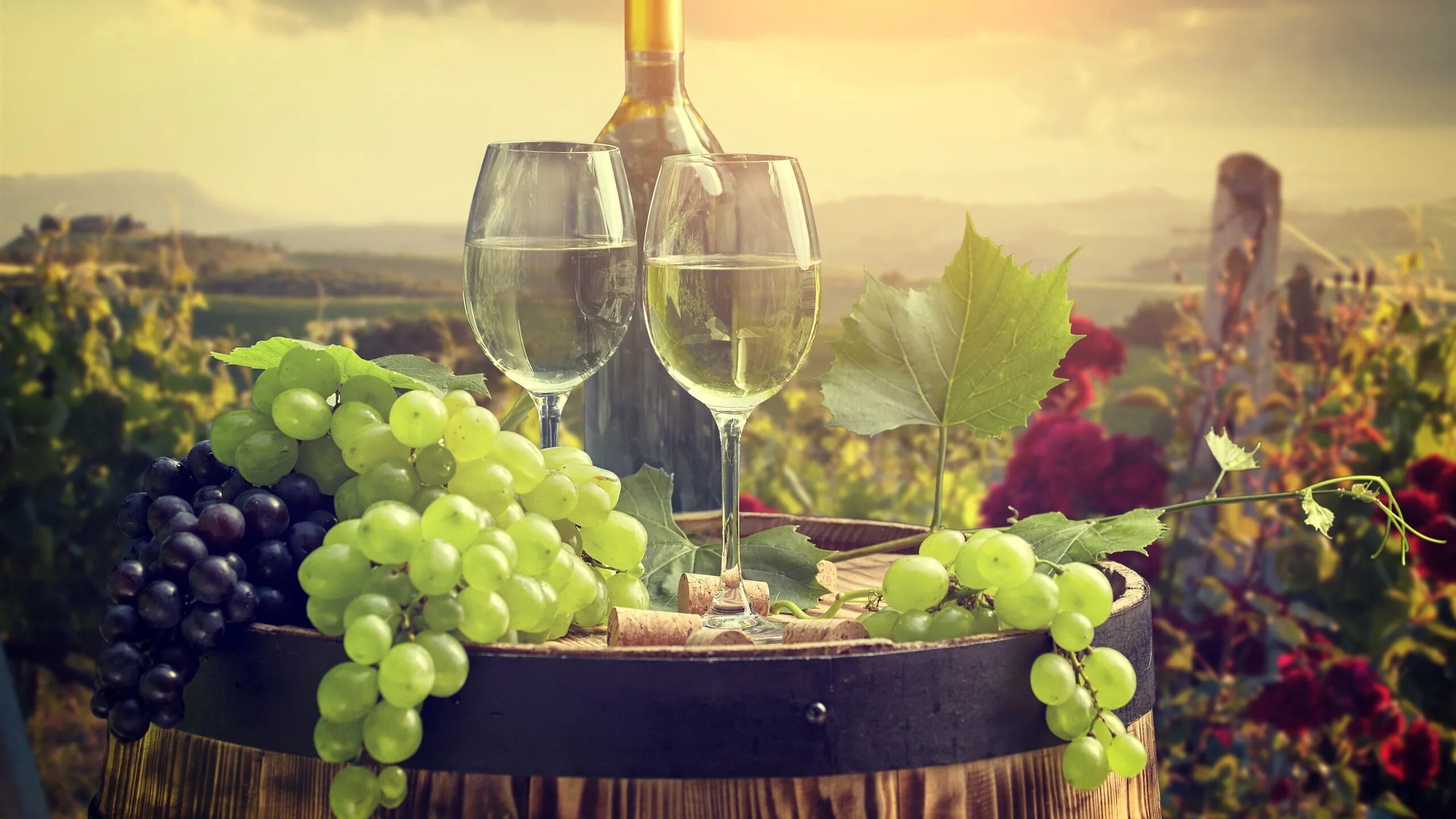 Виноград Шардоне виноделие. Виноградная лоза вино Грузия. Армения пейзажи виноградники вино. Вино и фрукты. Где попить вино